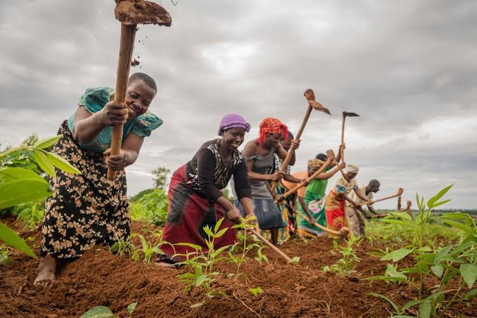BOA Expands Finance, Input Support for Women Farmers, Cites 3% Financial Inclusion Gap